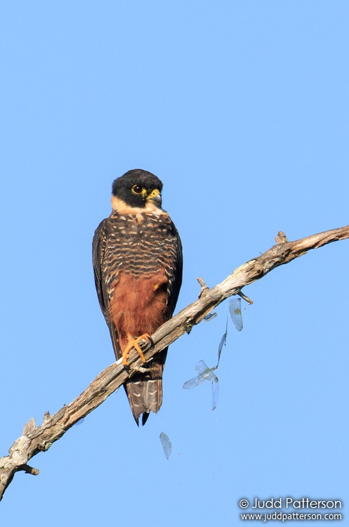 Bat Falcon, Crooked Tree Wildlife Sanctuary, Belize
